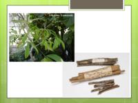 Quinine leaves & bark